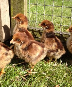 Barnevelder Chicks